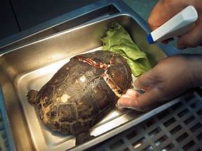 彰化縣 三福動物醫院的工商資訊 醫療保健 動物醫院 黃頁都