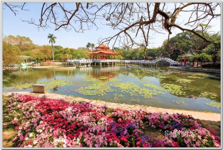 一片粉紅盛開櫻花林－台南中山公園