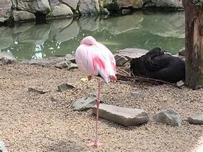 台中市 吉祥鳥園的工商資訊 休閒旅遊 寵物 黃頁都