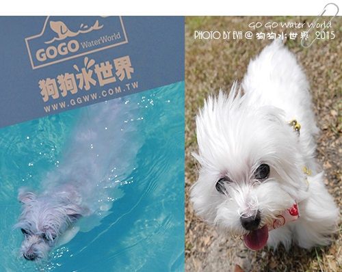 【苗栗寵物餐廳】狗狗水世界 GO GO Water World ( GGWW ),狗狗游泳池